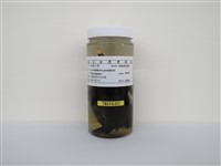 藏品(白尾八哥)的圖片